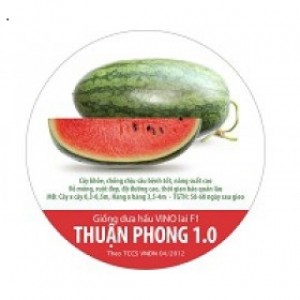 Dưa hấu VINO lai F1 Thuận Phong 1.0